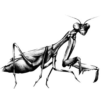 Artwork thumbnail, Praying mantis by Ropear