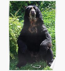 Spectacled Bear Poster