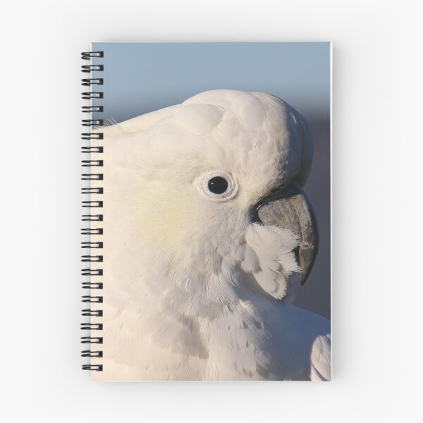 Item preview, Meeting a local at Katoomba, NSW designed and sold by Lozzie Eliza Designs.