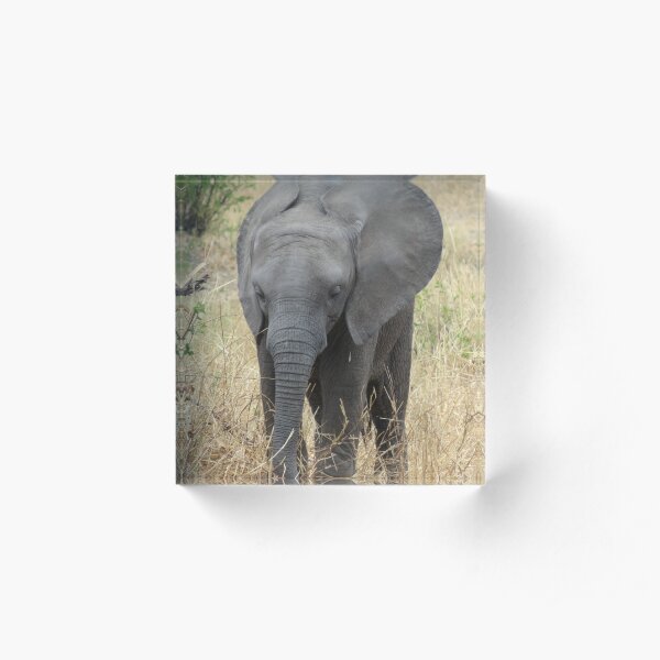 Baby African Elephant Acrylic Block