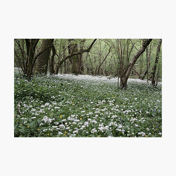 Wild garlic at Springdale Farm Photographic Print