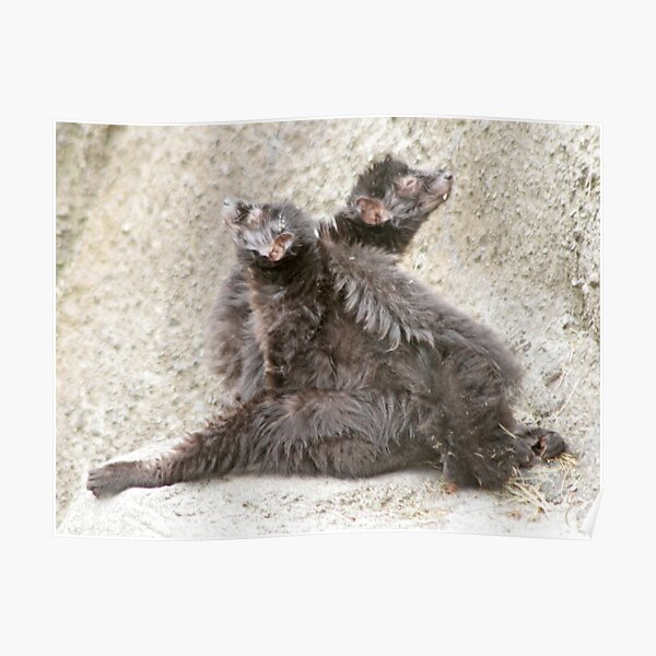 Two lemurs Poster