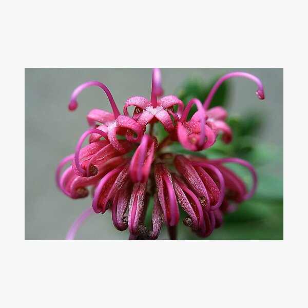 Item preview, Grevillea sericea subsp. riparia designed and sold by andrachne.