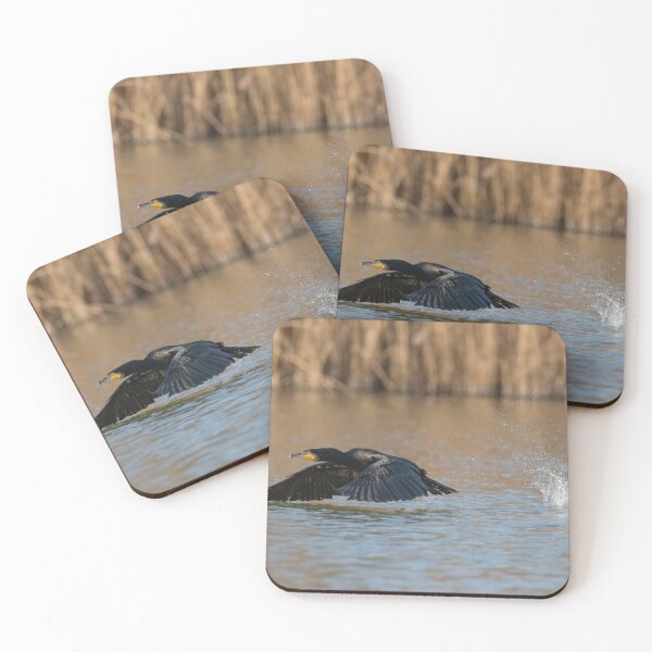 Item preview, A cormorant takes off, Oasi WWF Lago di Alviano, Umbria, Italy designed and sold by AndrewJonesFoto.