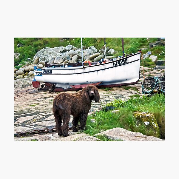 Item preview, Penberth Pooch designed and sold by Terri Waters Photography & Design.
