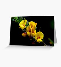 Aotus ericoides Greeting Card