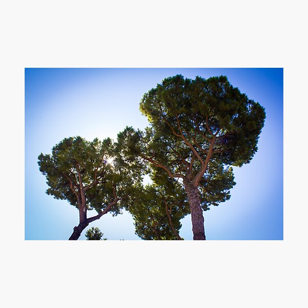Item preview, Backlit trees designed and sold by pixelink.