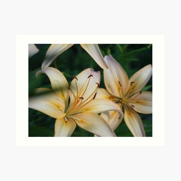 Asian Lily #2 Art Print