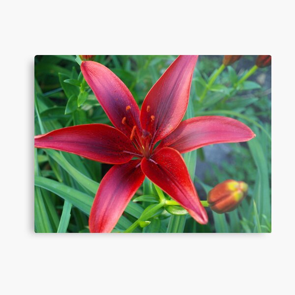 Asian Lily #3 Metal Print