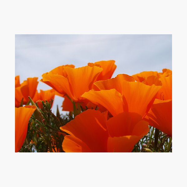 California Poppy #2 Photographic Print
