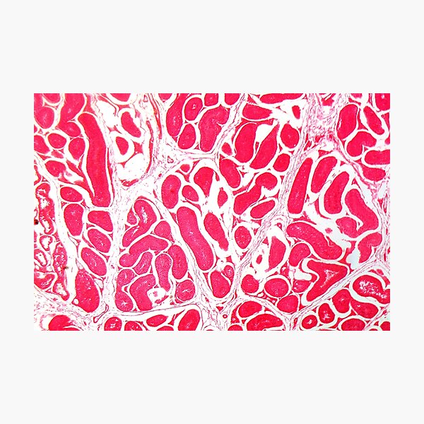 Item preview, Testicle Cells under the Microscope designed and sold by Zosimus.