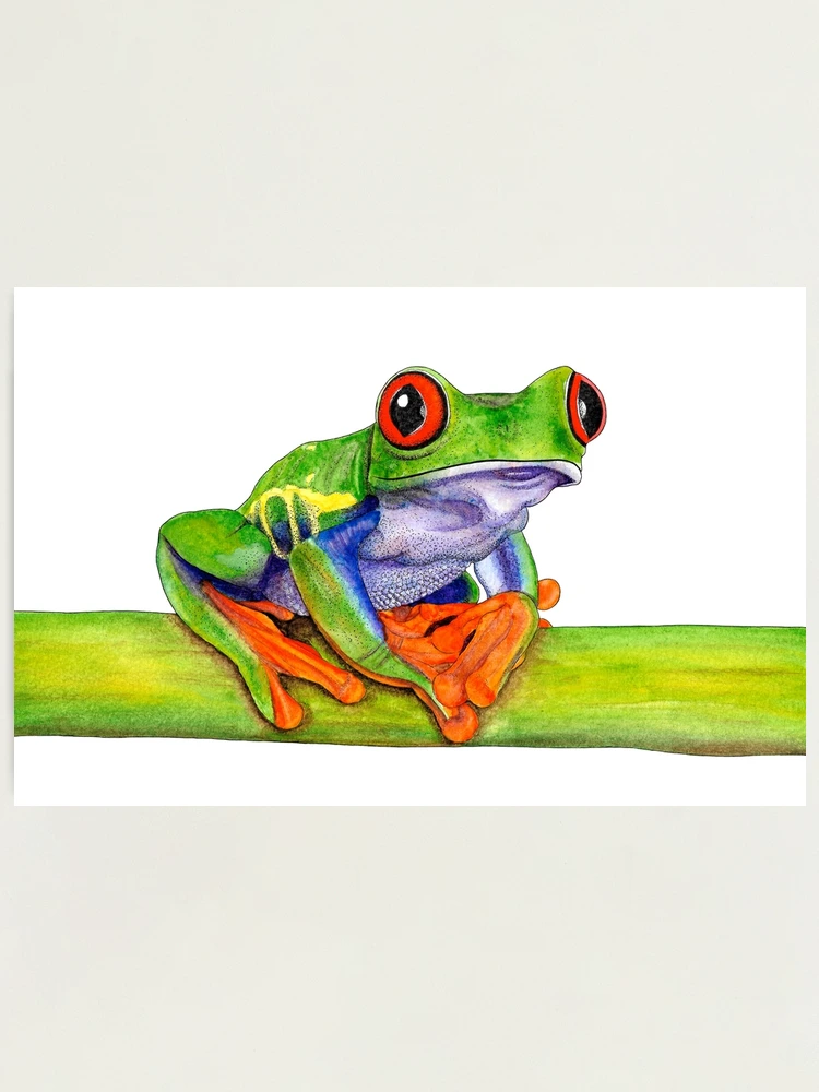 Red-eyed tree frog - ink and watercolour painting Photographic