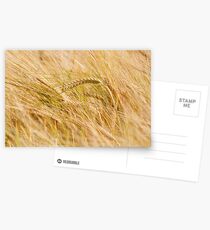 Golden Summers: Bearded Barley Postcards