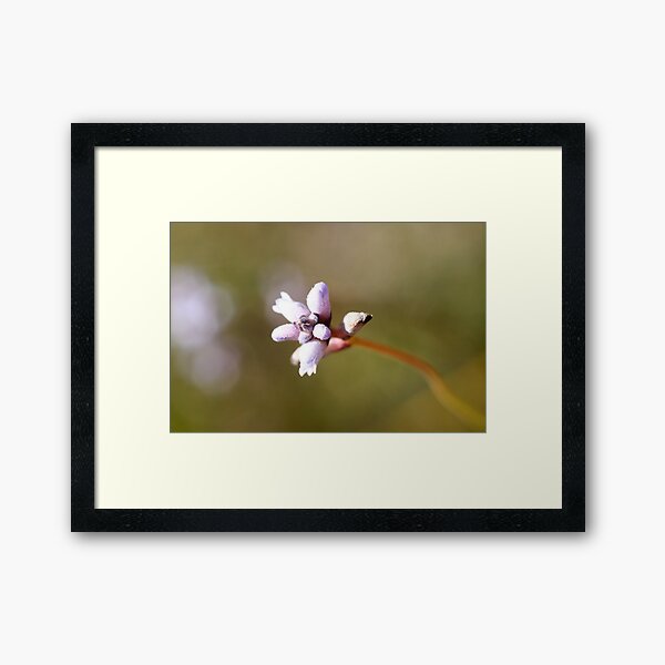 Wild flower Framed Art Print