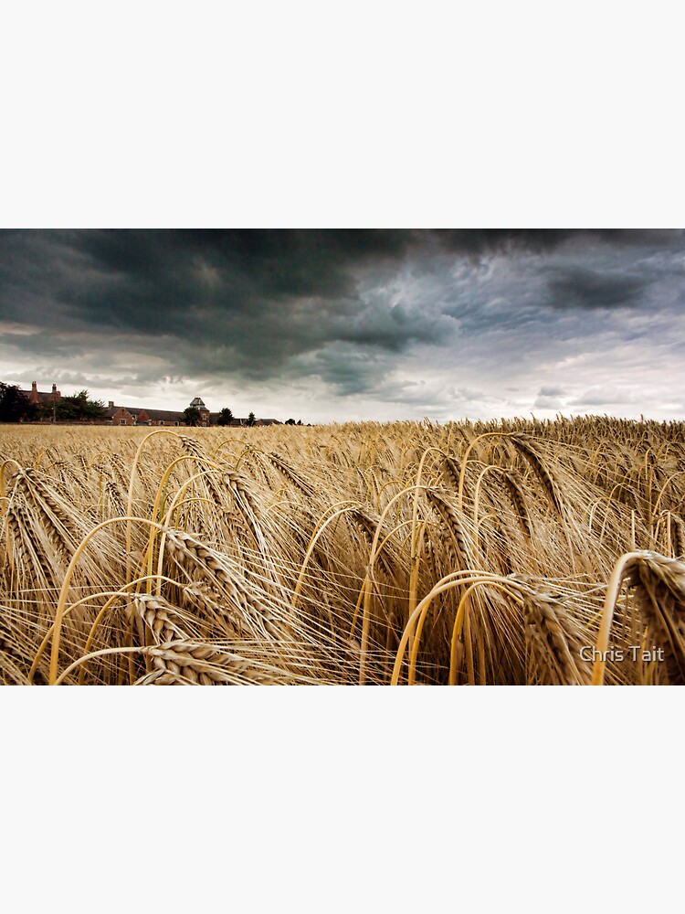 Before the Harvest by christait