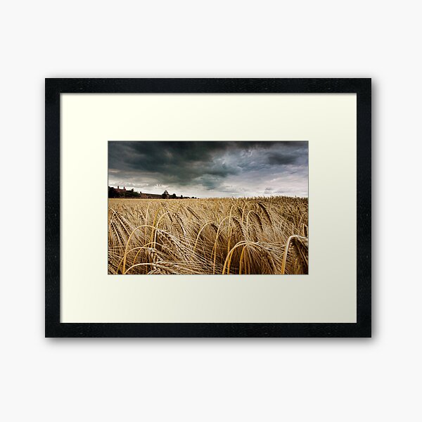 Before the Harvest Framed Art Print
