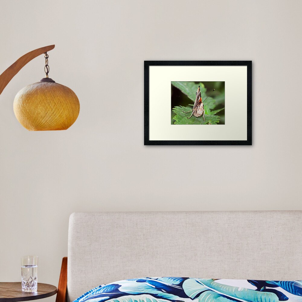 Red Admiral Framed Art Print