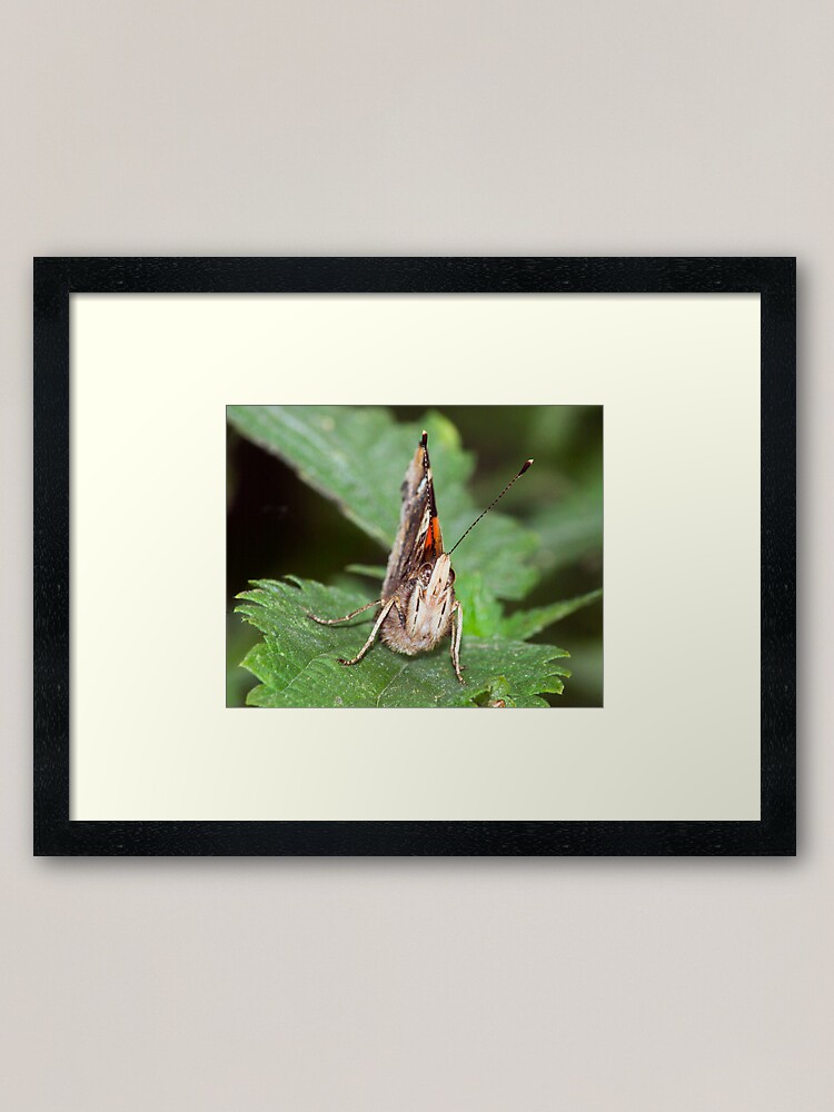 Alternate view of Red Admiral Framed Art Print