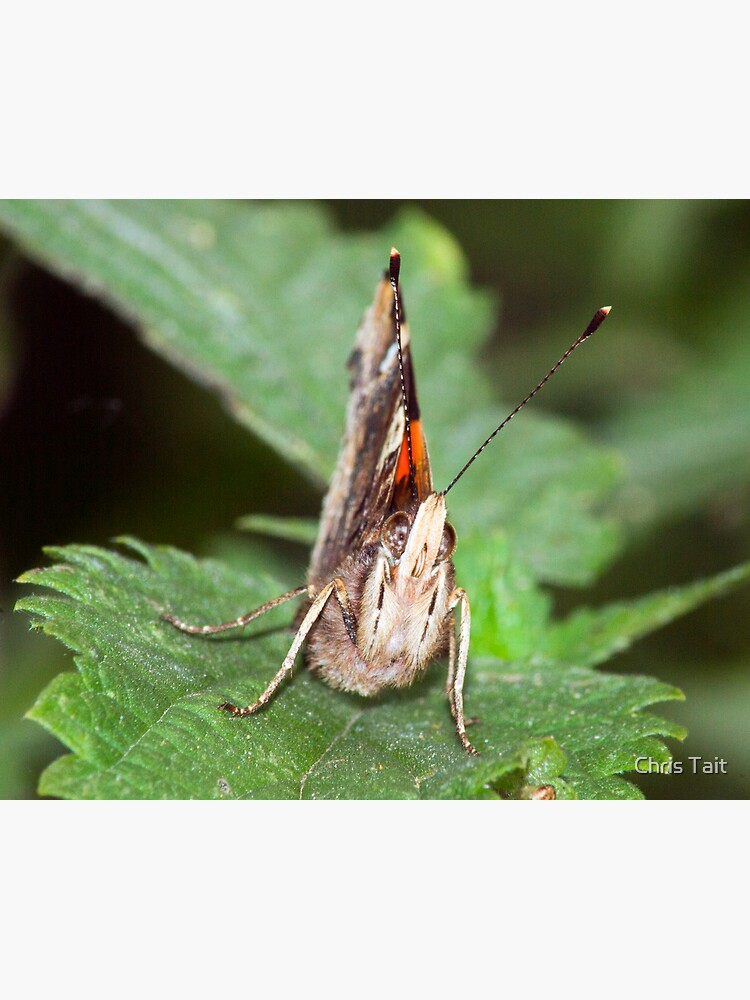 Red Admiral by christait