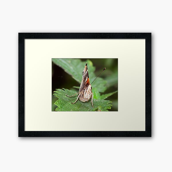Red Admiral Framed Art Print