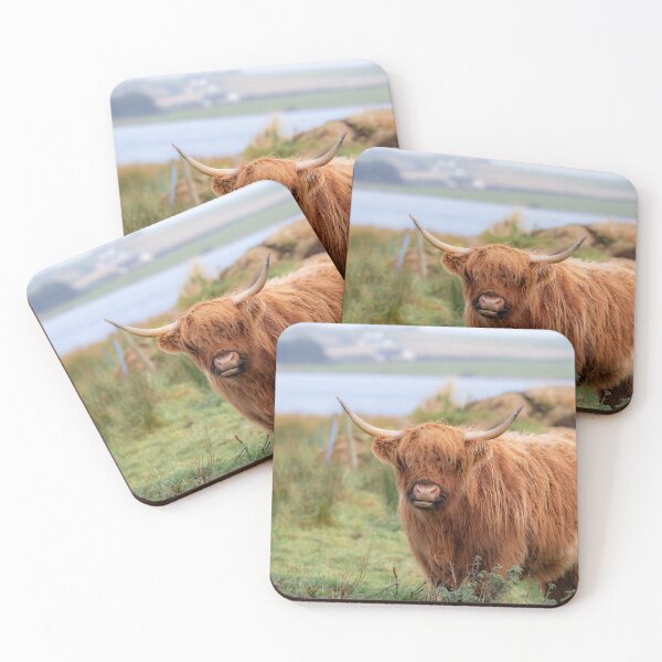 Item preview, Long haired Highland cattle - Highland cow, Highlander, Heilan coo - Thurso, The Highlands, Scotland designed and sold by NatureSight.