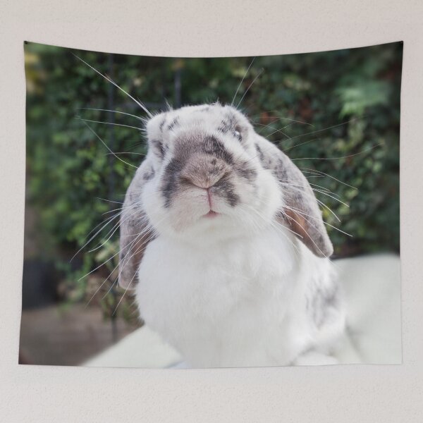 Aperçu de l'œuvre Whisker Envy? créée et vendue par Terri Waters Photography & Design.