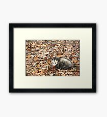 Baby Opossum Framed Print