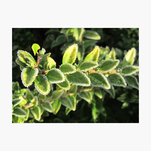 Touched By Frost - Euonymus Photographic Print