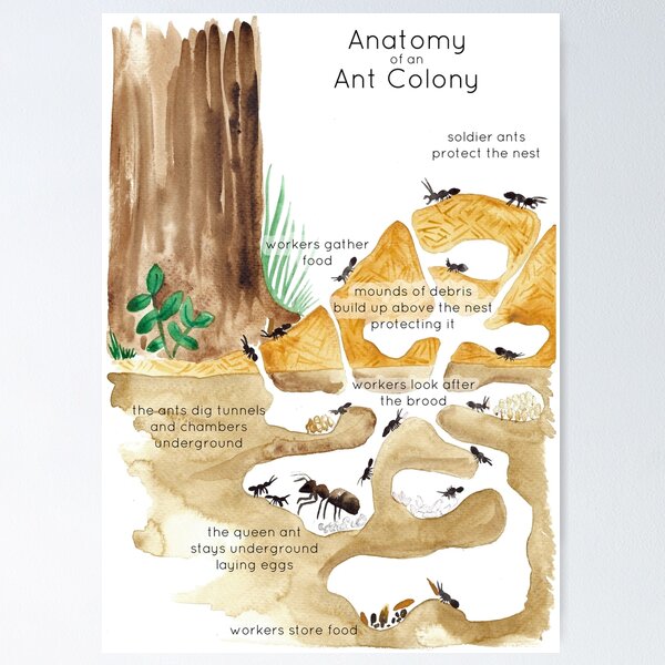 Ant Colony Poster