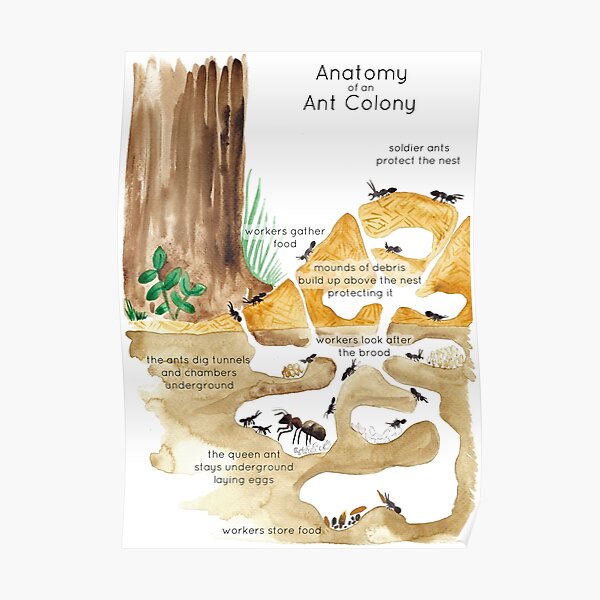 Ant Colony Poster