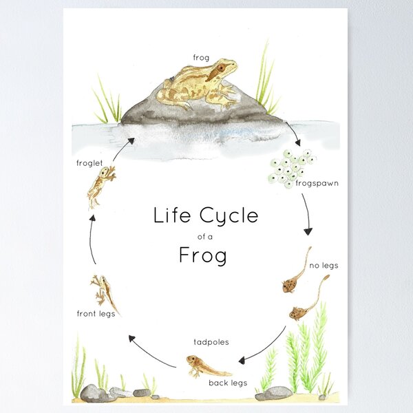 Frog Life Cycle Poster