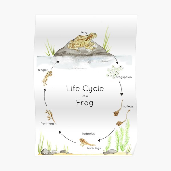 Frog Life Cycle Poster