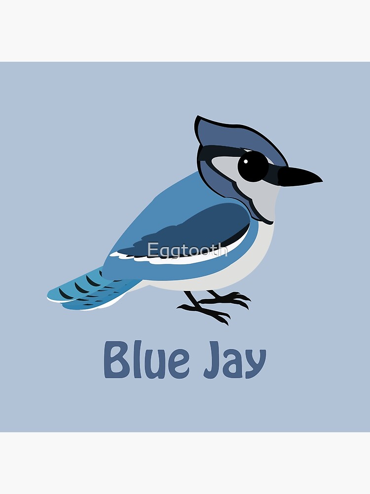 "Baby Blue Jay" Poster for Sale by Eggtooth Redbubble