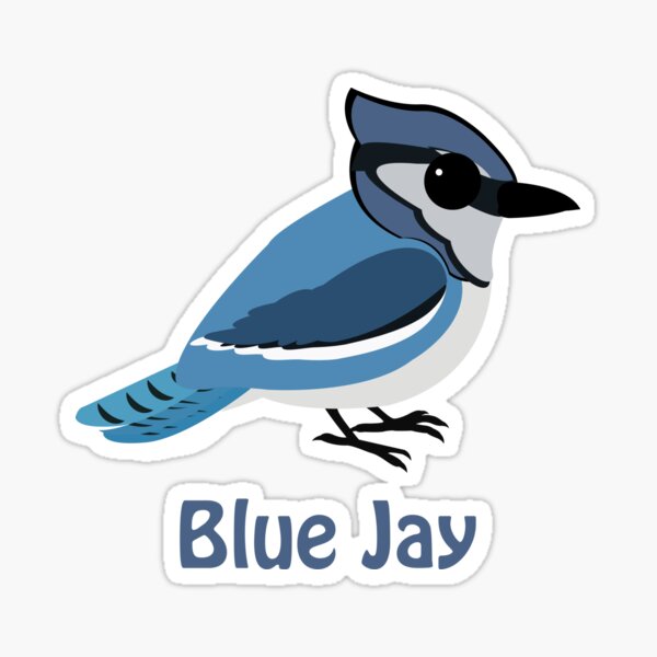 Cute Blue Jay Drawing - Blue Jay - Sticker