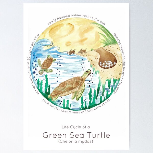Life Cycle of a Sea Turtle Poster