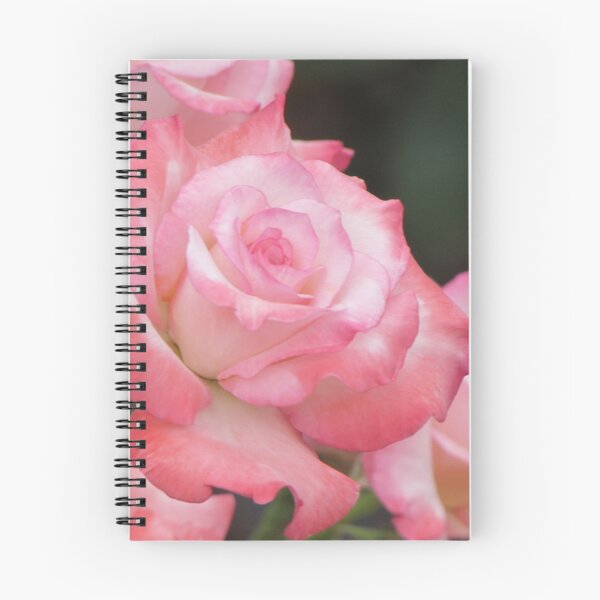 Artikelvorschau, Rosa Rosen entworfen und verkauft von Ingasi.