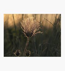 Shining! Photographic Print