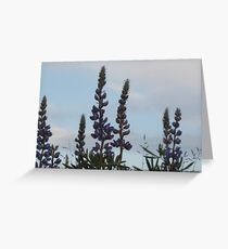 Lupin Sky Greeting Card