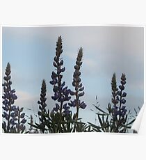 Lupin Sky Poster