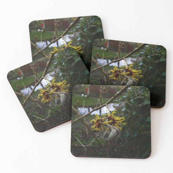 Item preview, Ozark witchhazel (Hamamelis vernalis) designed and sold by IOMWildFlowers.