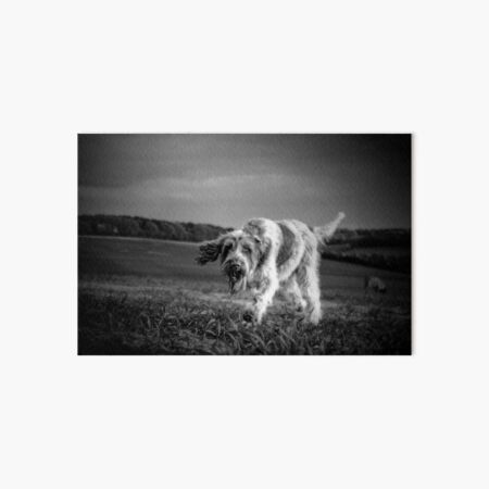 Brown Roan Italian Spinone Dog Art Board Print