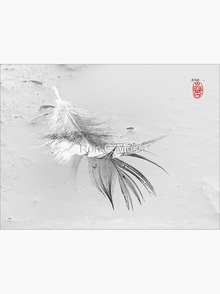 Spider on Ice by ronmoss