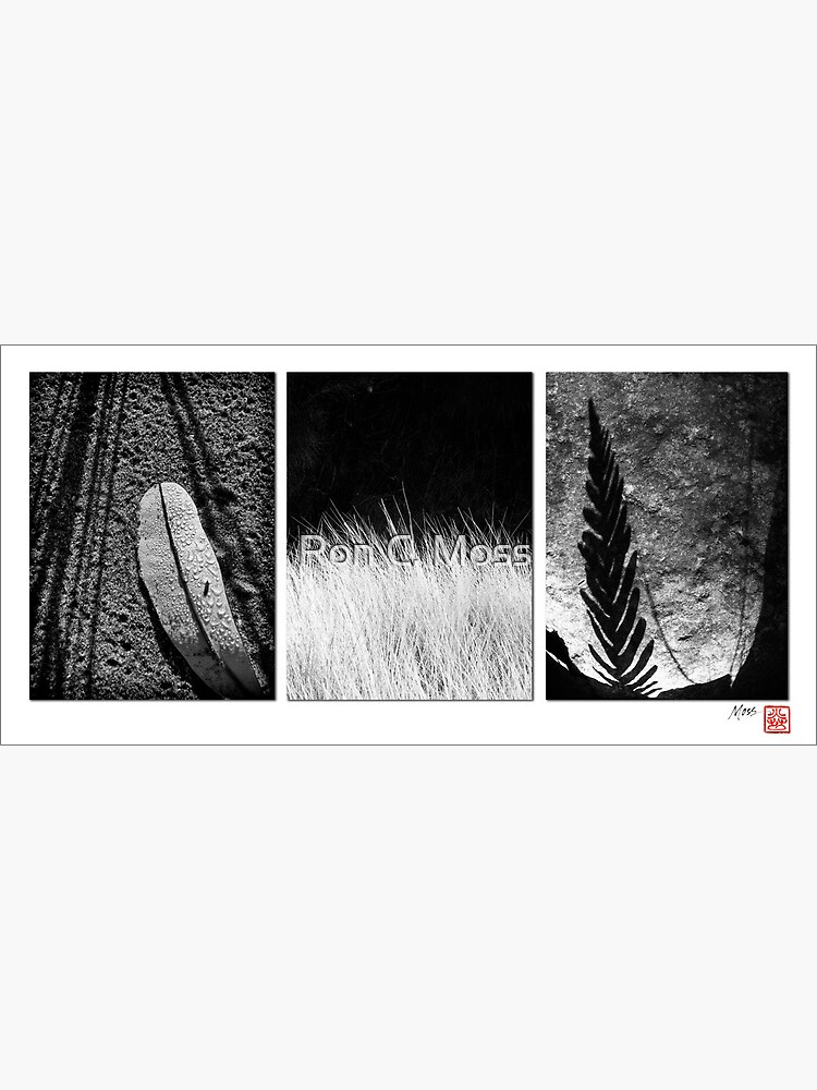 Leaf and Grass by ronmoss