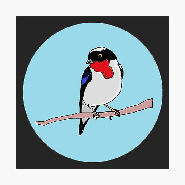 Cherry-Throated Tanager Photographic Print