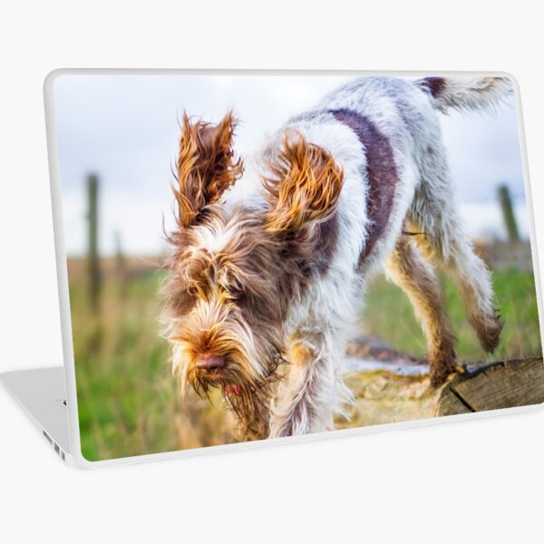 Jumping off a log Spinone Laptop Skin