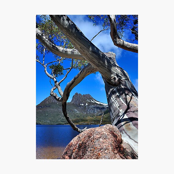 Item preview, Cradle Mountain through the Tree designed and sold by Ian Berry.