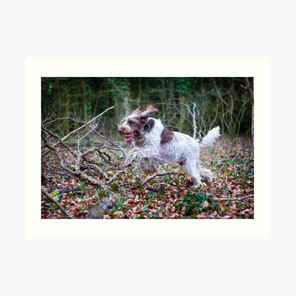 Galloping through the woods Spinone Art Print