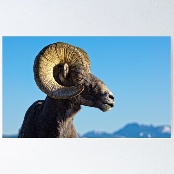 Item preview, Ram Tough designed and sold by Jay Ryser.