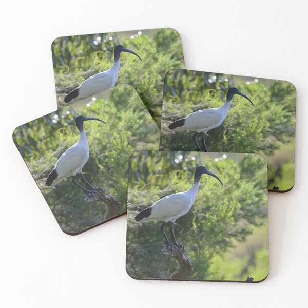 Item preview, ibis (Threskiornithidae ) designed and sold by auswr20000.
