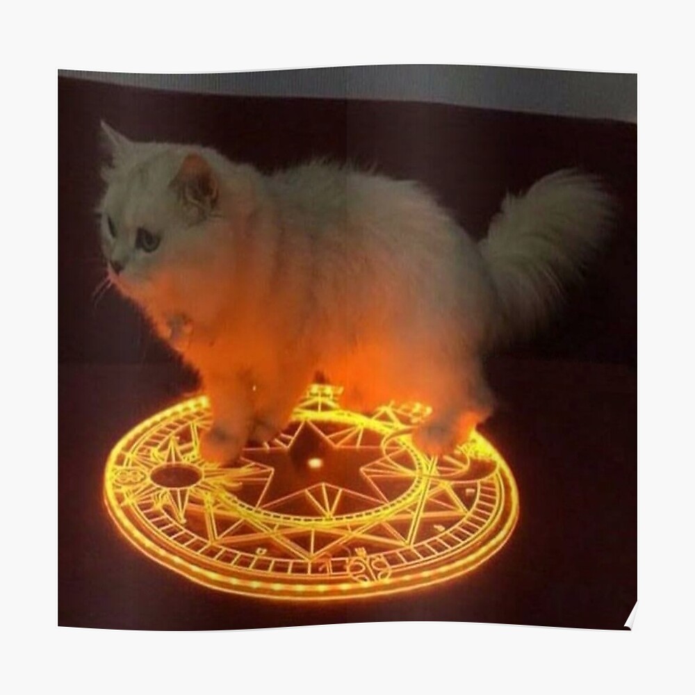 Its a ritual  Cats, Animals, Memes